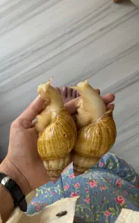 حلزون