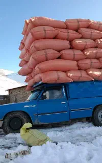 کاه گندم