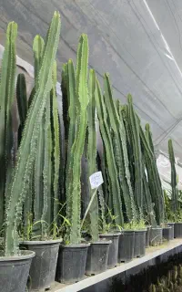 افربیا اینجنس تک شاخه ۳۵۰ گل و گیاه سعید