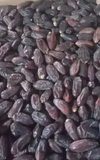 خرمای ربی اورگانیک ده تن