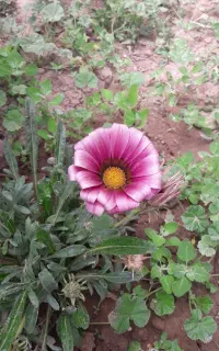 سیم کارت خط ۶