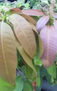 عرضه نهال انبه پیوندی و گل های کمیاب