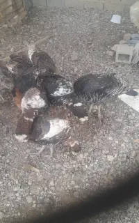 تعدادی بوقلمون نر وماده ۹ماهه