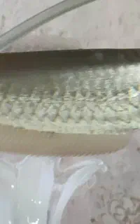 آروانا سیلور