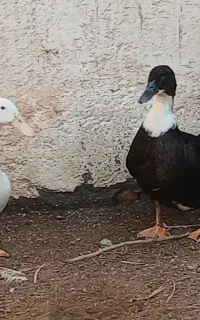 اردک تخم گزار