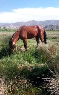 اسب