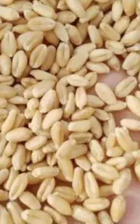 منتظرشماهستیم