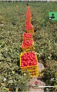 بهترین گوجه تخم مرغی