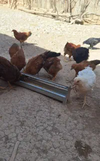 جوجه مرغ و خروس