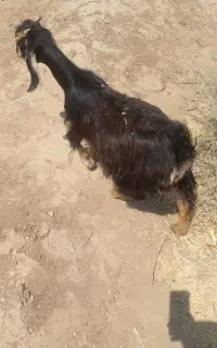 فروش کهره ماده