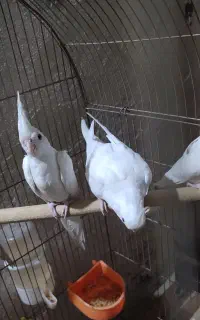 عروی هلندی