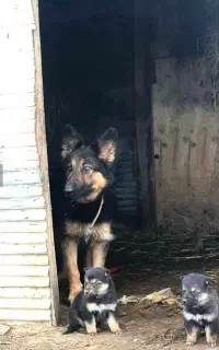 توله سگ ژرمن