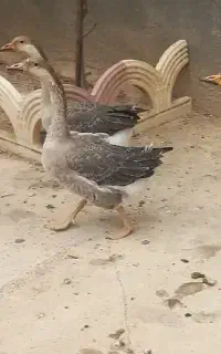 غاز سالم و سرحال