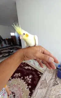 جوجه عروس هلندی