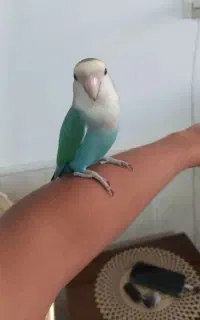 کوتوله گم شده