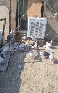 20طق کفتر پرشی