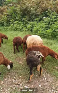 فروش ۴بره ماده و دو بره نر فوری