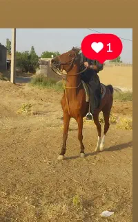مادیون فروشی