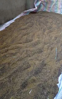 باسلام تخم یونجه