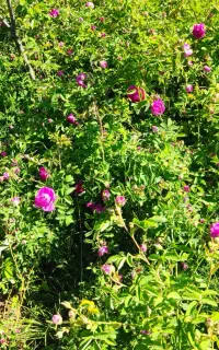 گل محمدی خشک ارگانیک بدون کود شیمیایی