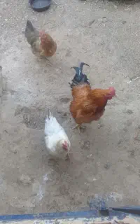 مرغ خروس