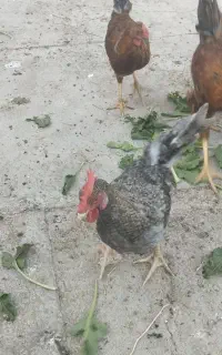 مرغ و جوجه مرغ