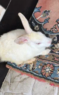 خرگوش