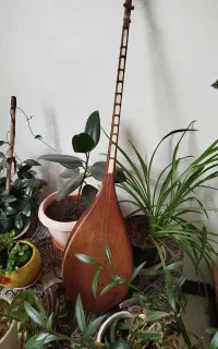 دوتار خوش پنجه کاسه بزرگ
