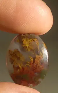 دو عدد شجر دریایی  (خَزه ای)