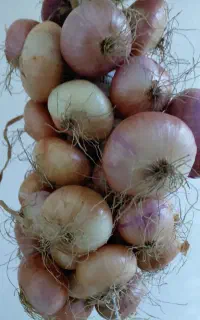 پیاز محلی تازه