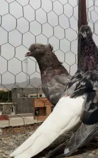 معاوضه با گندم کود فضله زل کفتر کبوتر