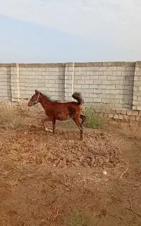 کره نریون مدارک