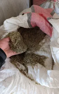 کاه یونجه (یونجه پودر شده)