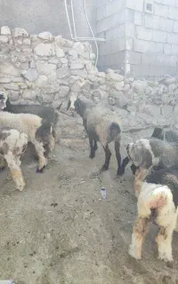 میش