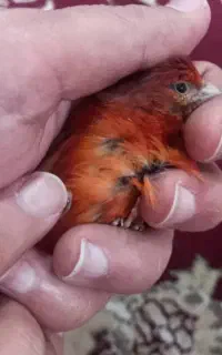 قناری سرخ ذات قدیم چنگ وپا سیاه