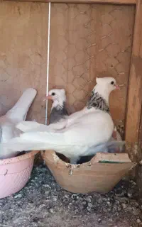 کبوتر طوقی