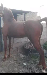 خالص ایرانی
