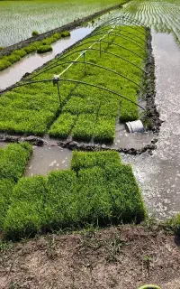 سینی نشا