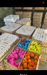 جوجه رنگی و محلی
