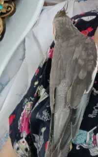 عروس هلندی