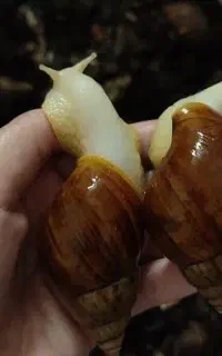 فروش حلزون آچاتینا
