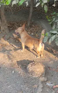 سگ خوشگل سر و حال