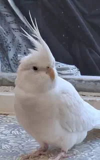 عروس هلندی