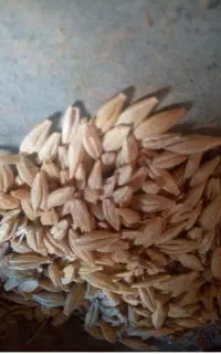 جو آرپا هرته تمیز