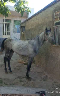 اسـب کهر