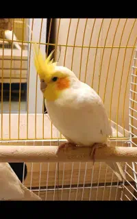 عروس هلندی نر