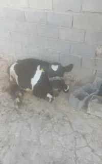 گوساله چهارماه نر