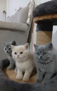 واگزاری گربه بریتیش بلو گلد