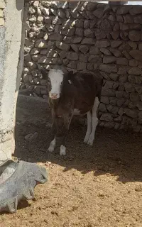 گوساله ماده سیمنتال