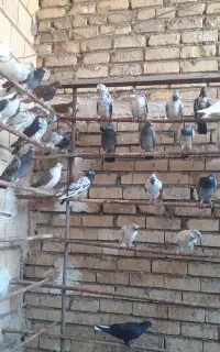کفتر گرفتنی